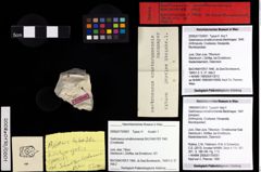 Foto (Objekt + Etiketten) von Gastrosacus ernstbrunnensis (Bachmayer, 1947) 